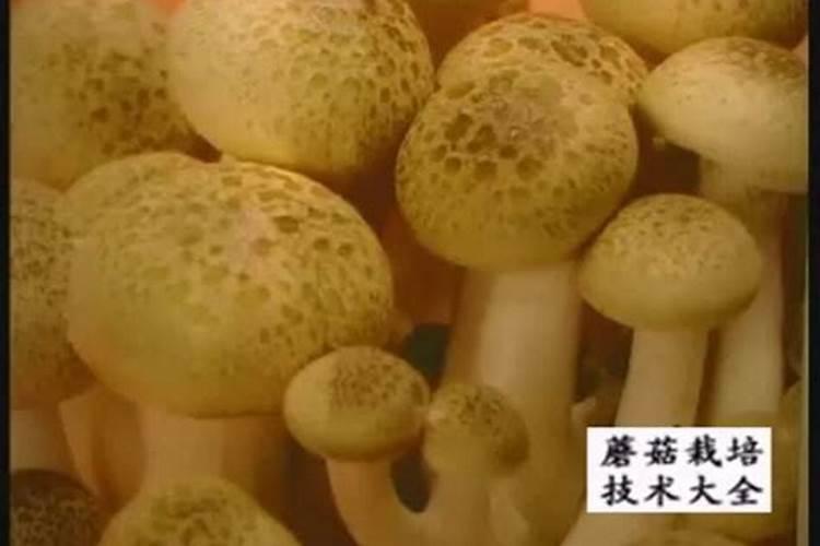 姬菇栽培技术