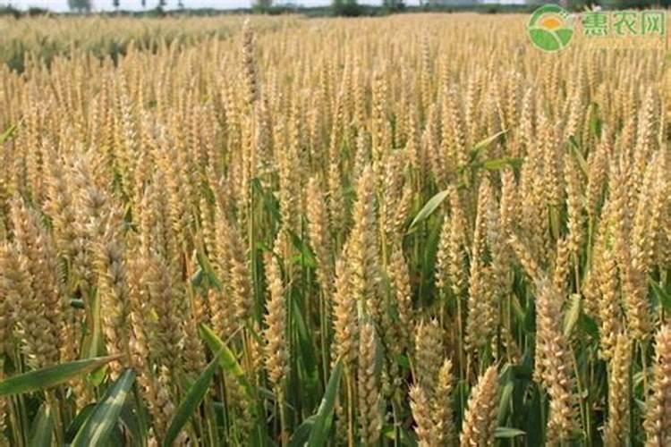 镇麦5号：高产优质小麦新品种的栽培与特点解析？