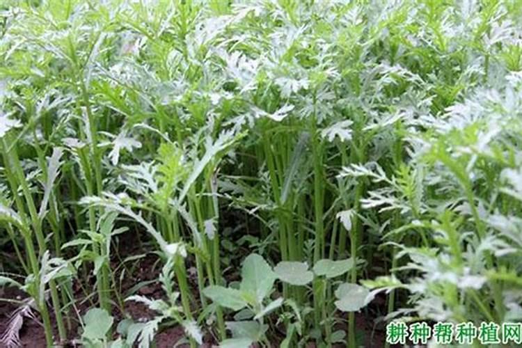 拱棚栽培茼蒿要注意什么？