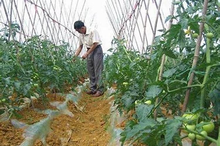 寒冬大棚病害多标本兼治不放松？