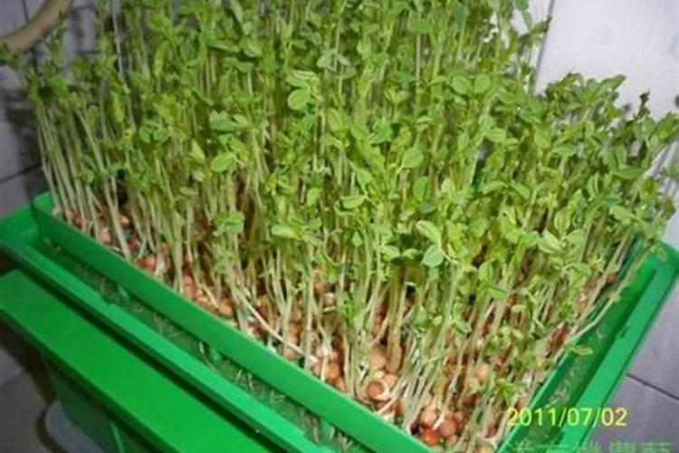 豌豆芽苗高产技术：掌握关键，收获绿色财富