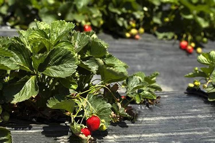 如何区分作物真菌类、细菌类、病毒类、生理性？
