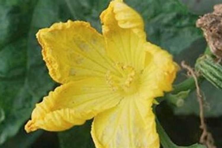 丝瓜烂花原因及防治对策
