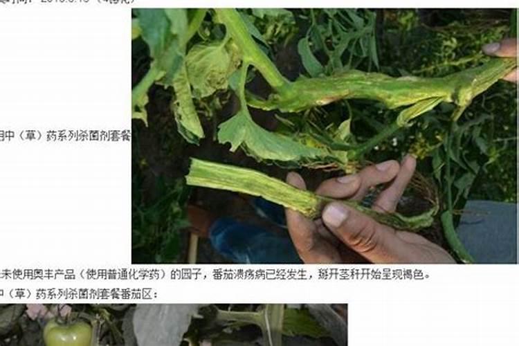战胜绿色杀手：番茄青枯病的根治之路