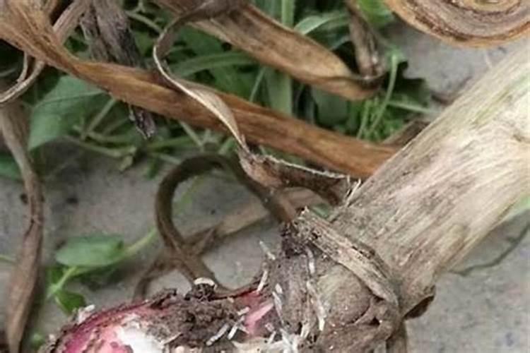 秋白菜地蛆的防治方法？