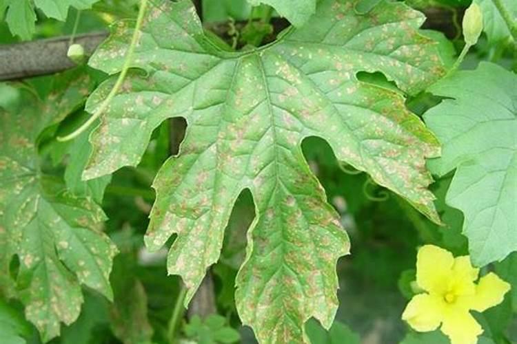 绿色守护：有效防治苦瓜细菌性角斑病的用药指南