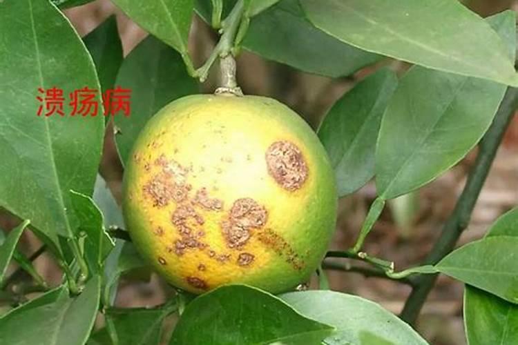 揭秘：带溃疡病的柑橘能否种植？