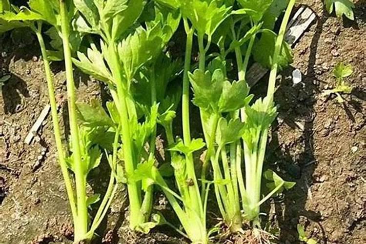 芹菜栽培四要点