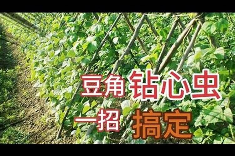 豇豆钻心虫防治
