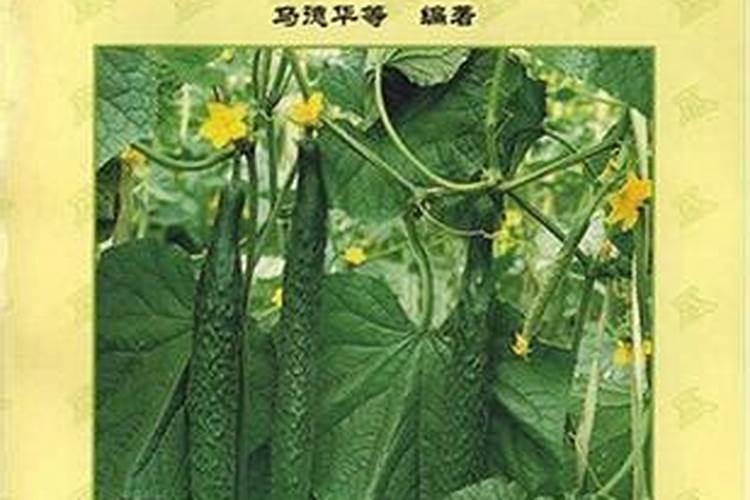 绿意盎然：水果型黄瓜高产栽培技术揭秘