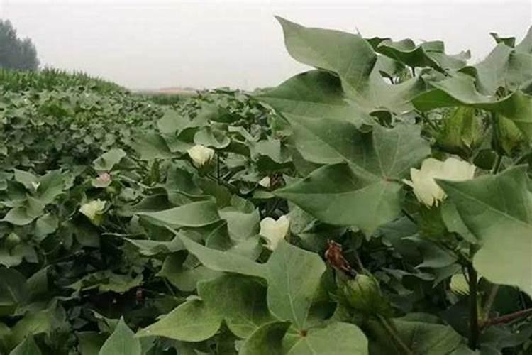 棉花种子生产注意事项