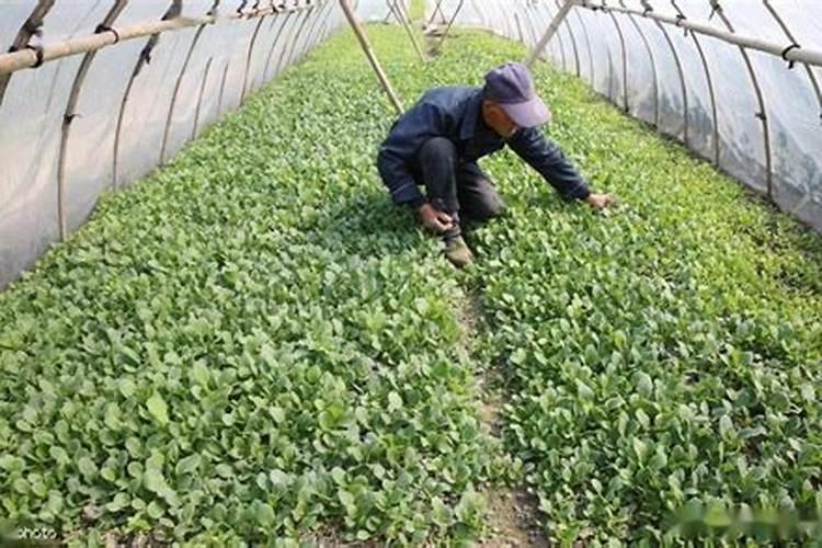 棚菜常闪苗应对有技巧