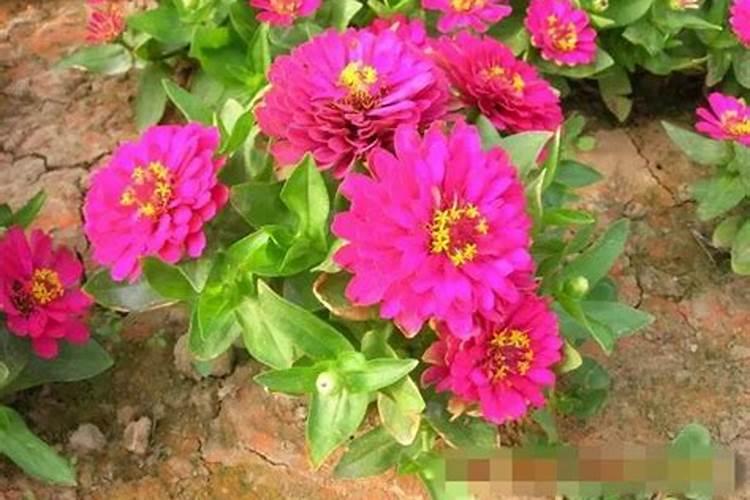 一年生花卉的优缺点是什么？