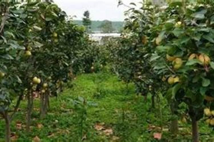 守护果园的绿意盎然：有效预防果树重茬病策略