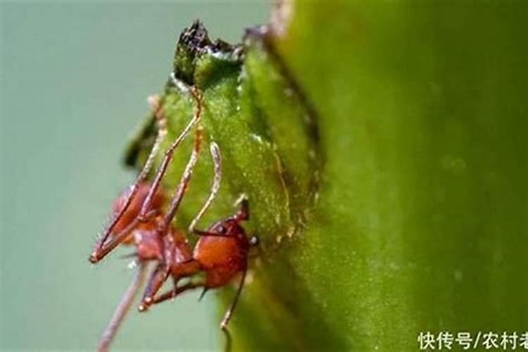 守护作物健康：药物在线虫防治中的关键角色