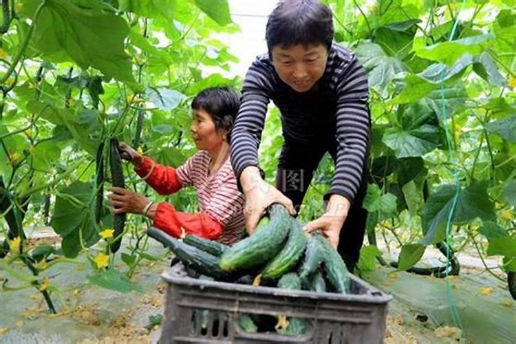 黄瓜采摘期管理的艺术：确保丰收与品质兼备