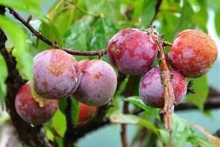掌握关键：三华李种植技术全面解析