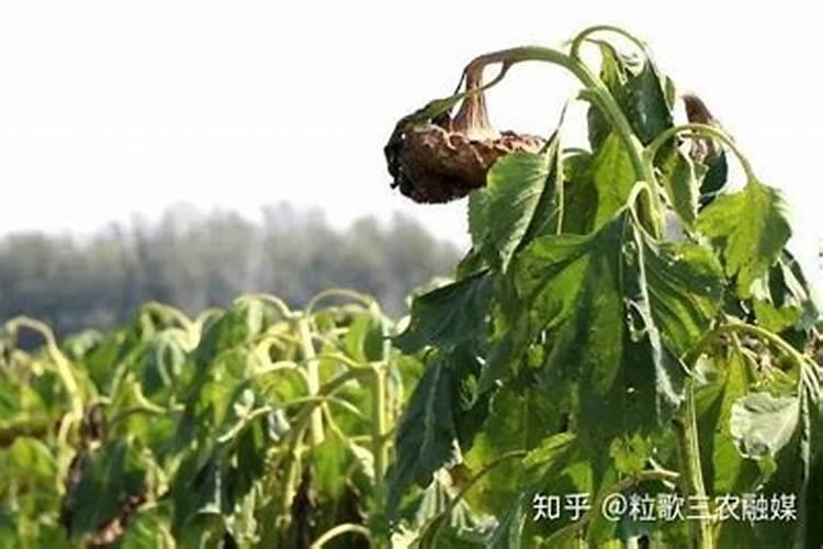 绿色守护：油葵菌核病的防治策略与实践