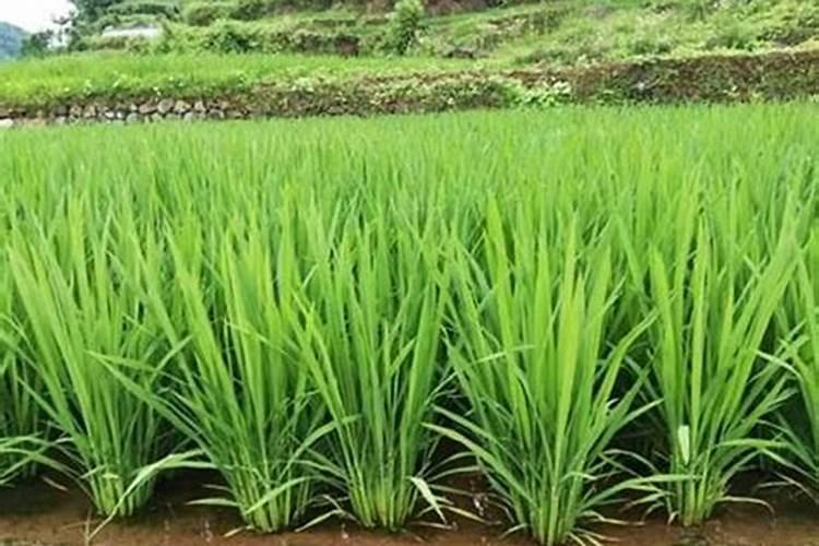秋冬低温期棚菜,该怎样用药？