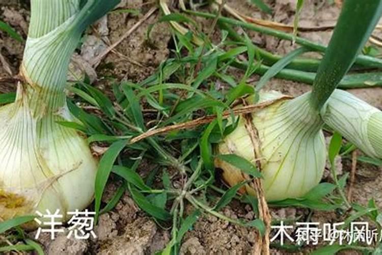 洋葱什么时候播种？种植洋葱需要注意什么？