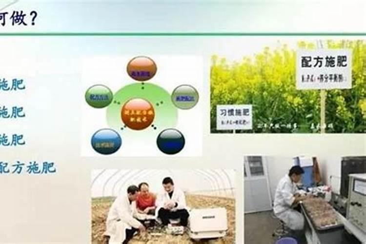 提升农药效用：高效施用与管理的关键策略