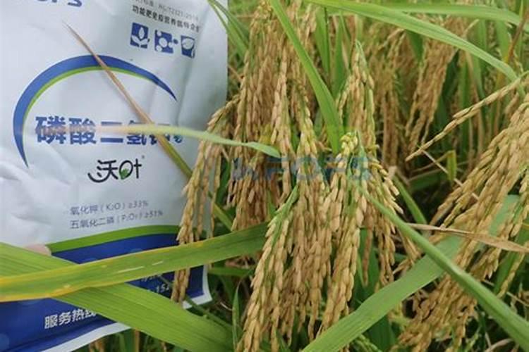 水稻高产的秘诀：穗肥施用的几大原则？