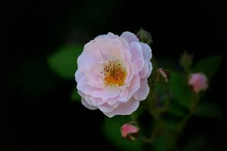 东北之蔷薇：适宜种植与方法探究？