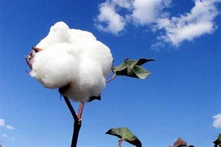 多法并才能促进棉花平衡生长？