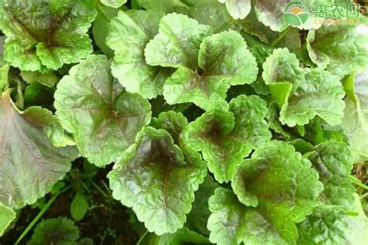 冬寒菜种植时间和方法冬寒菜的如何种植