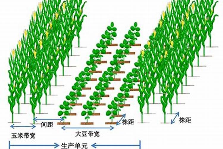 农作物种植间距扩大的原因？