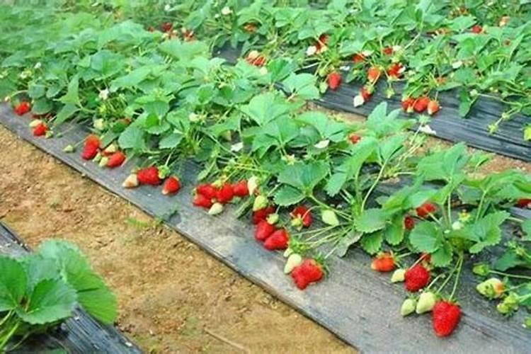 草莓的营养伙伴：选择正确的肥料促进健康生长