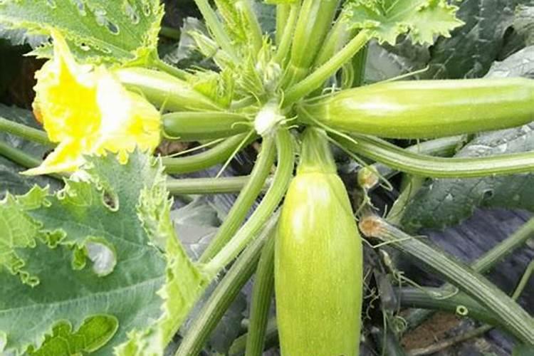 提升西葫芦产量与品质：正确选择大棚内肥料的策略