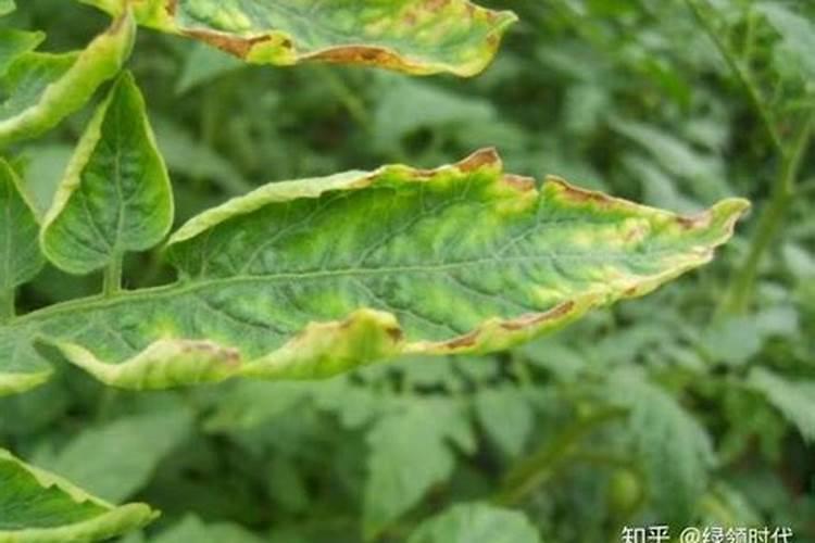 植物缺钾会有什么现象？