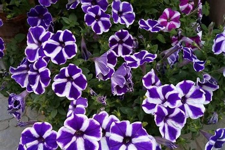 矮牵牛绽放秘籍：如何让矮牵牛多开花？