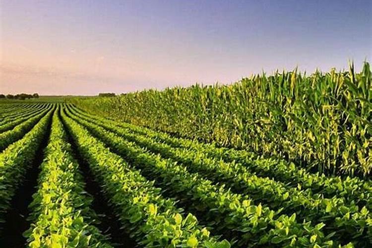 玉米茬种植大豆的施肥策略：提升产量的关键