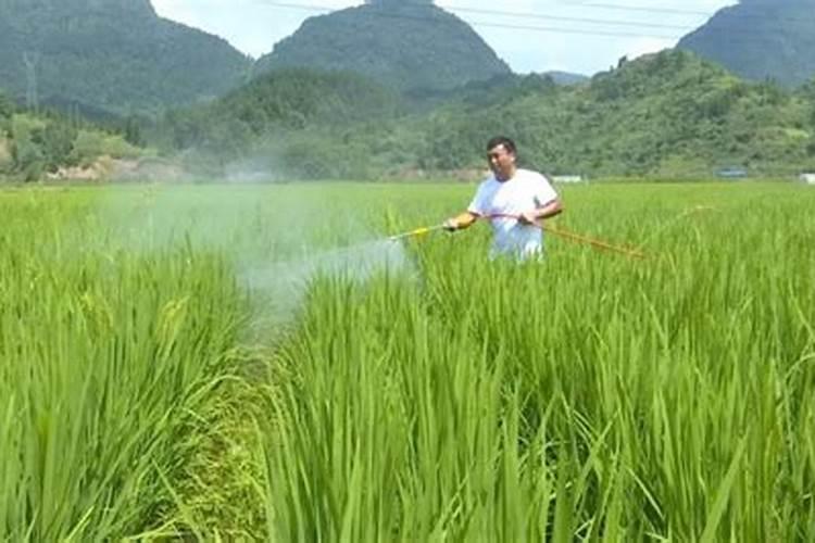 灾后水稻病虫害防治：策略与实践