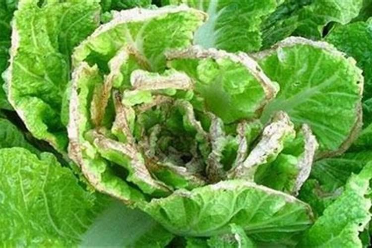 绿色守护：大白菜菜蚜综合防治策略解析