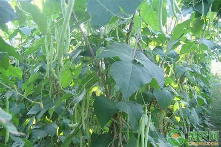 无架菜豆的栽培管理技术要点