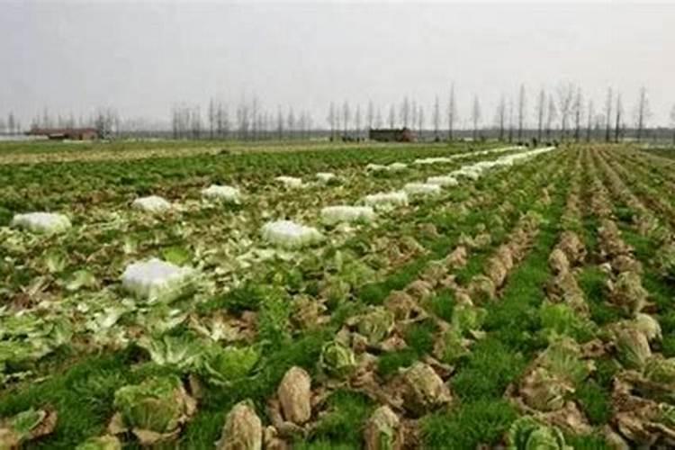 磷肥下地里多久能化了