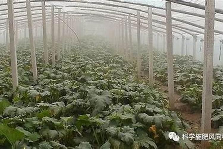 低温寡照天大棚如何应对？