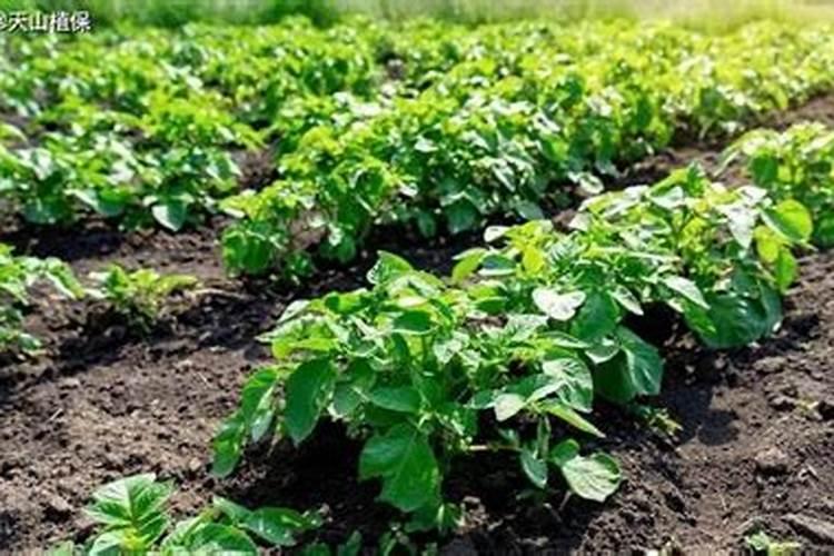 春季马铃薯种植指南：技巧与方法？
