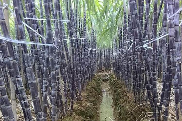 掌握果蔗中后期叶面肥施用技巧：迈向高产的关键步骤
