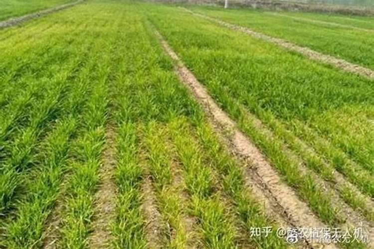 最近麦苗较瘦长、叶色较黄，是啥原因？