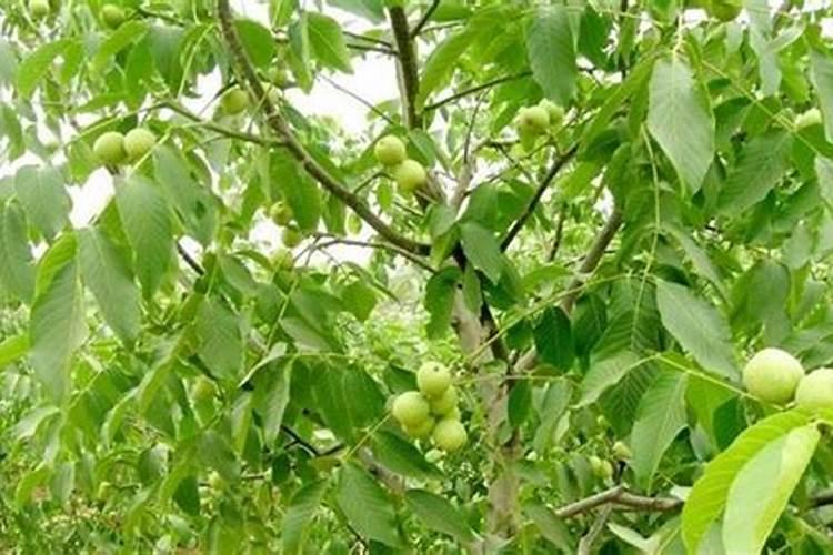 揭秘核桃树的种植奥秘：最佳时机与技巧大公开