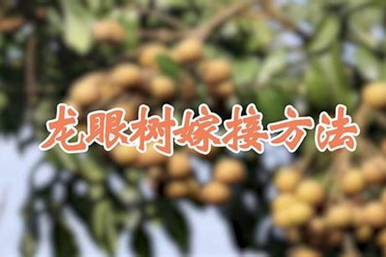 龙眼树嫁接方法？