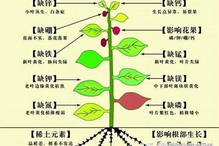 什么肥中微量元素好吸收？