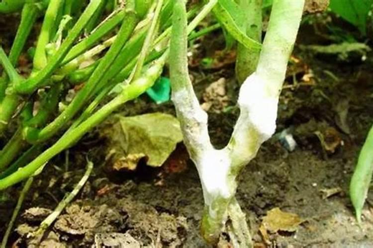 菜豆菌核病的药剂防治策略