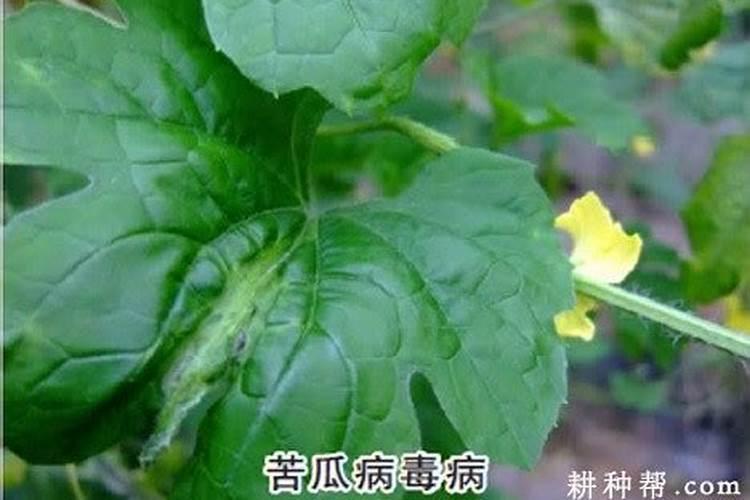苦瓜病害有哪些，如何治疗？