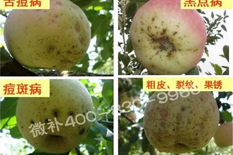 苹果缺钙的症状