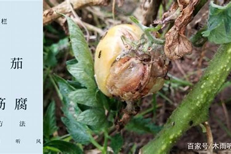 精细化管理预防番茄筋腐病